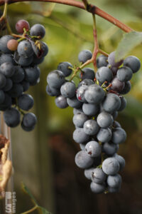 091810Flowers_Grapes023LR