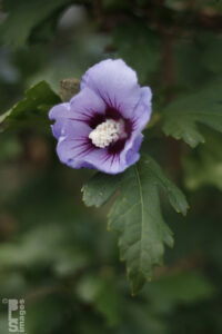 091910Flowers090LR