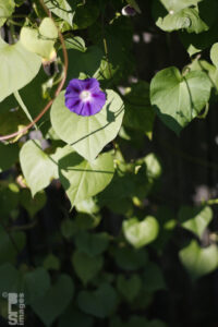 092311MorningGlories04LR