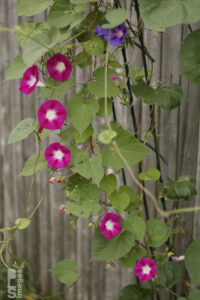 09252610MorningGlories008LR