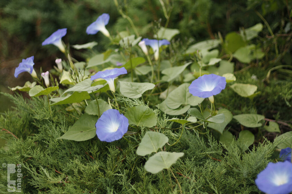 09252610MorningGlories016LR