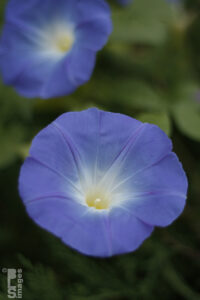 09252610MorningGlories020LR