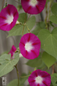 09252610MorningGlories034LR