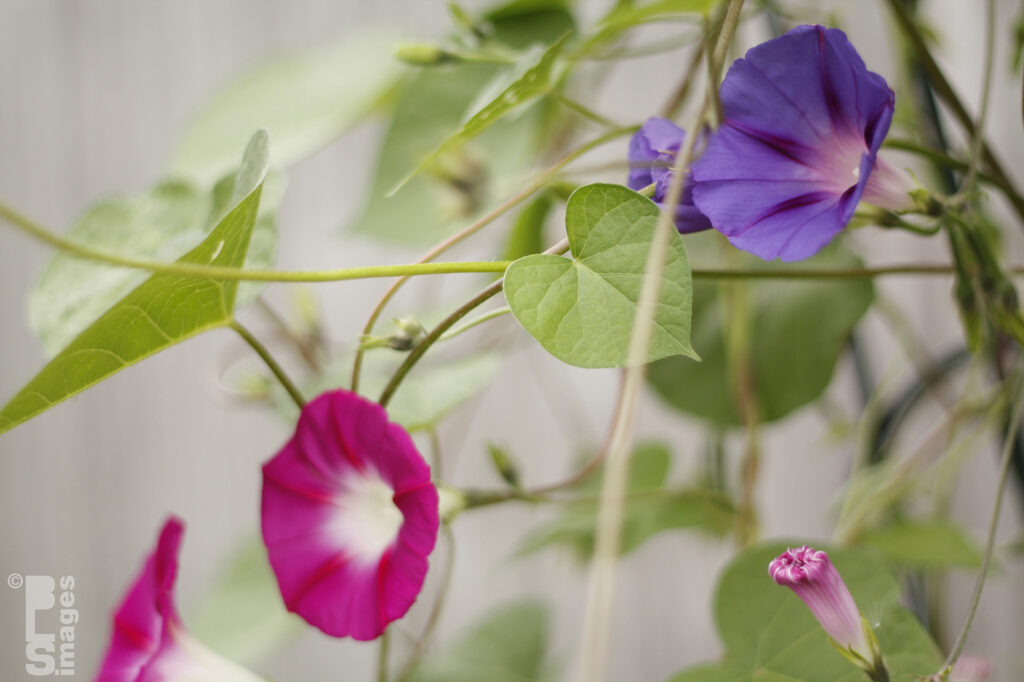 09252610MorningGlories039LR