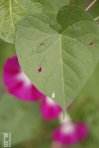 09252610MorningGlories046LR