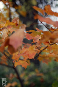 100912LakeMICruise130LR