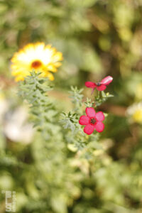 101010Flowers041LR