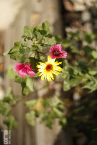 101010Flowers096LR