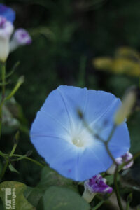 101010Flowers101LR
