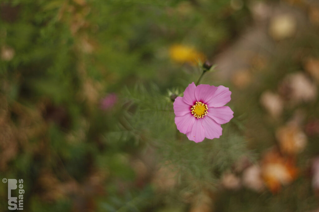 102010Flowers16LR