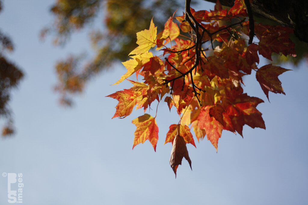 103013AutumnInOurYard015LR