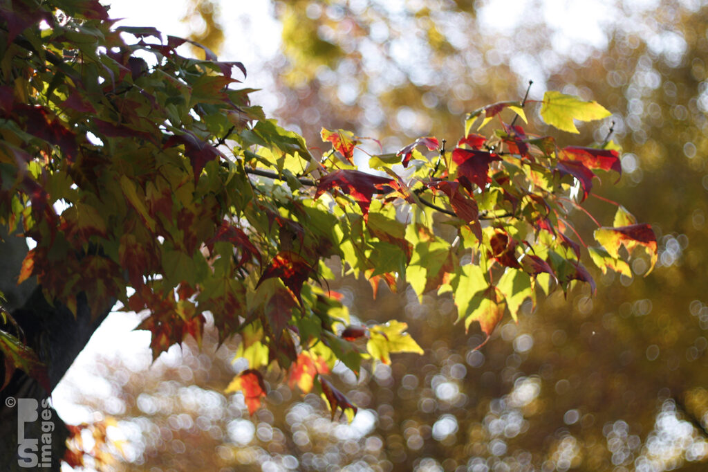 103013AutumnInOurYard021LR