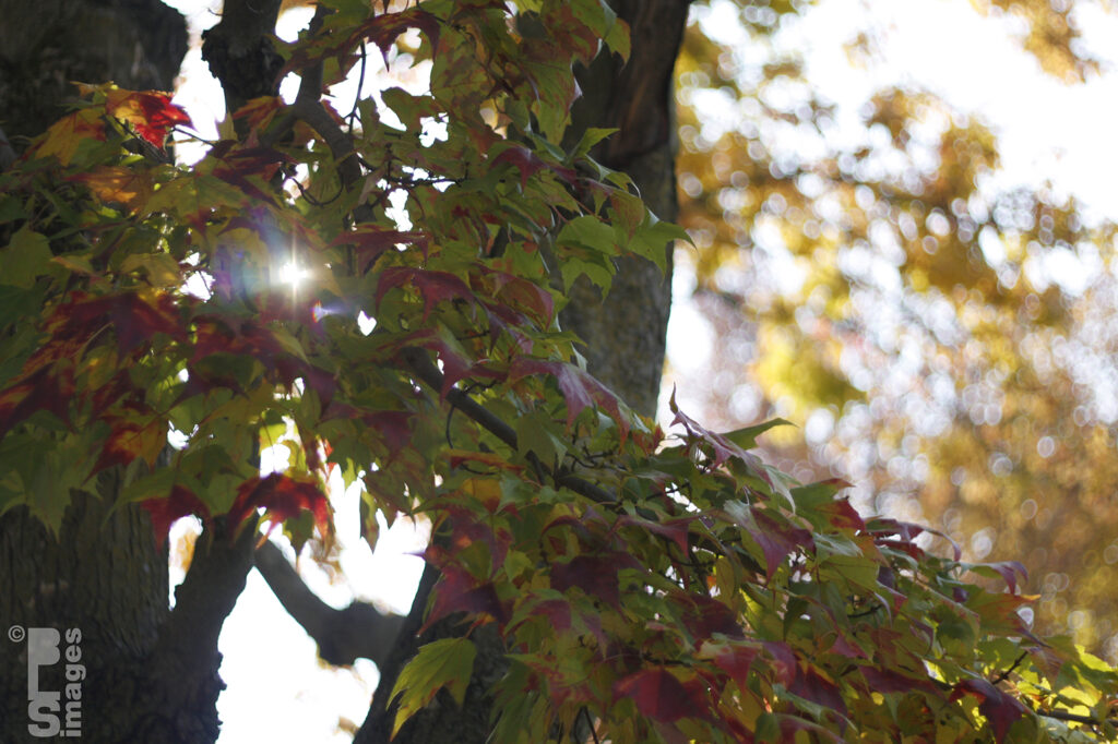 103013AutumnInOurYard025LR