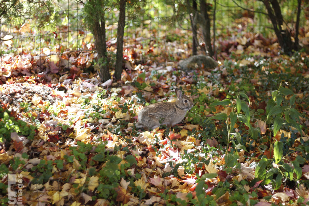 103013AutumnInOurYard045LR