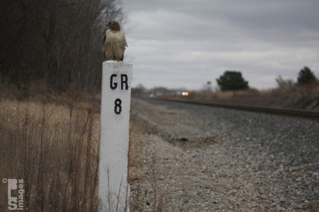 120513Hawk8MileMarker019LR