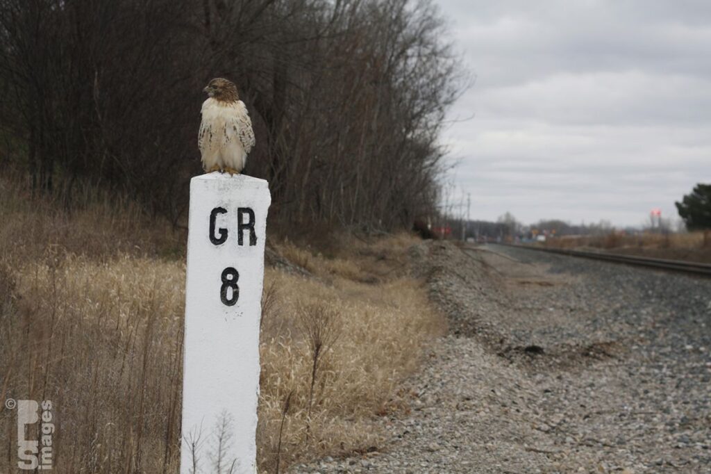 120513Hawk8MileMarker026LR