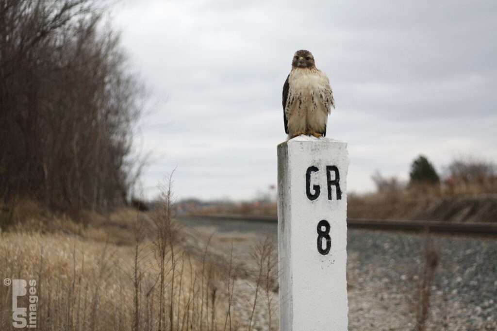 120513Hawk8MileMarker036LR