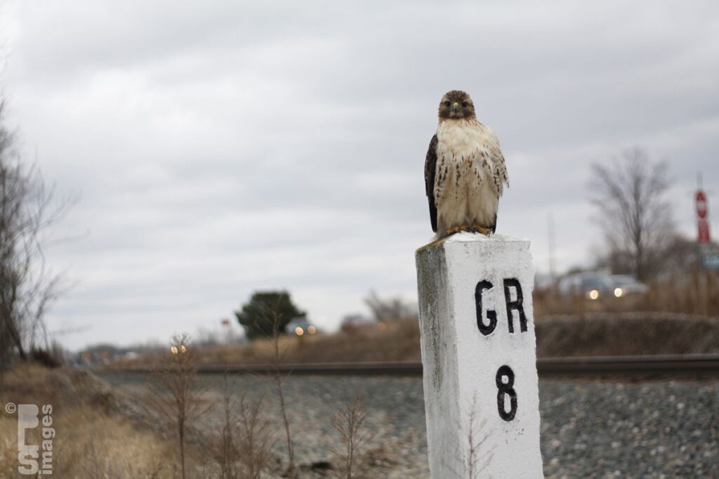 120513Hawk8MileMarker038LR