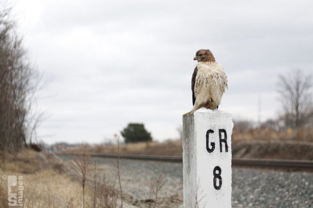 120513Hawk8MileMarker039LR