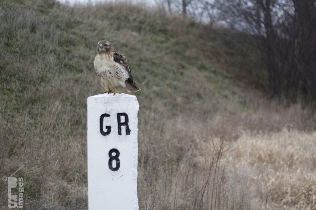 120513Hawk8MileMarker050LR