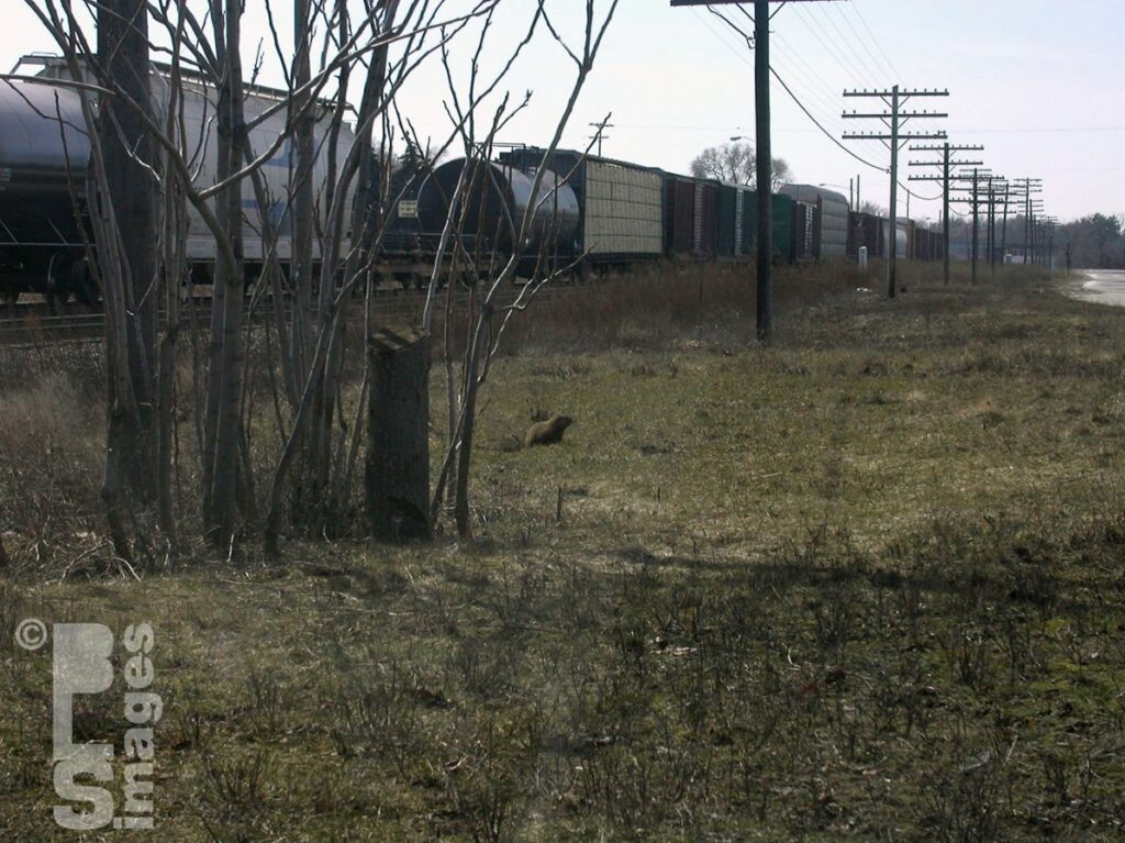 2004GrandvilleTrain_Groundhog5LR